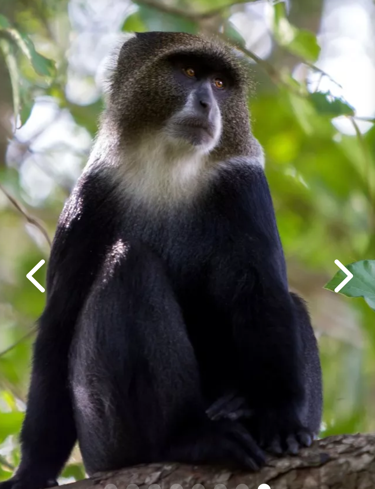 A black-and-white Sykes monkey in the Rivertrees forest canopy — intense amber eyes, dark coat, white chin, seated on a branch